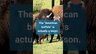 Fast Facts Bison vs Buffalo facts animals bison buffalo [upl. by Ezechiel]