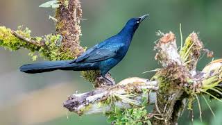 Greattailed Grackle Quiscalus mexicanus [upl. by Marylin185]