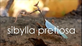 sibylla pretiosa Cryptic mantis [upl. by Edbert]