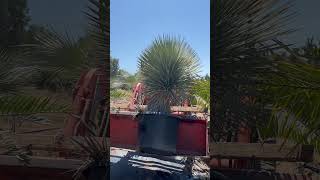 Yucca Rostrata nursery foryourpage plantnursery loading [upl. by Odicalp941]