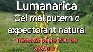 Lumanarica Cel mai puternic expectorant natural  Ulei de Lumanarica [upl. by Korfonta]