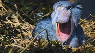 Things you didnt know The Shoebill Stork [upl. by Ataner]