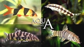 Aquascaping Lab  Botia Clown Loach description Macracanthus Almorhae Sidthimunki  descrizione [upl. by Amabelle875]