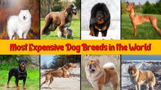 Top 20 Most Expensive Dogs in the World [upl. by Korenblat665]