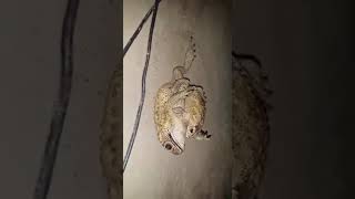 FROG MATING VERY RARE VIDEOmp4 [upl. by Brandtr]