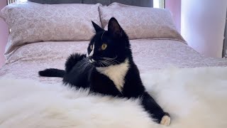 My Kitty Wilie lounging Cute Cat Hangout [upl. by Ainimreh389]