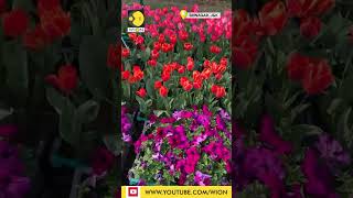 Kashmirs Tulip Garden witnessed record number of visitors this year [upl. by Hardigg327]