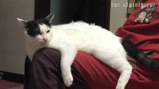 もっと撫でてとうったえる猫 Cat appeals to mom to stroke me more [upl. by Romalda727]