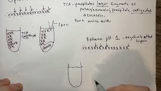 Azocasein Assay Analysis of Trypsins Protease Activity [upl. by Tserrof]