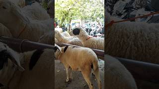 DERE BABON SUPER domba dombalokal sheep [upl. by Rialc]