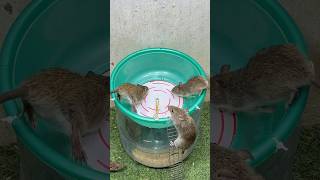 Best home Mouse trapmouse traps tips rattrap mousetrap [upl. by Sirdi908]