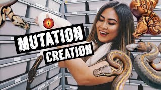 FIRST TIME AT A SNAKE BREEDING FACILITY 😱🐍 [upl. by Togram]