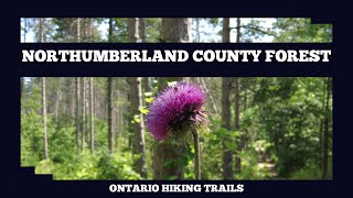 Northumberland County Forest Kinglet Loop Trail [upl. by Odracir]