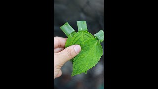 How To Propagate Hydrangea Leaves From Aloe Vera shorts hydrangea [upl. by Taite]