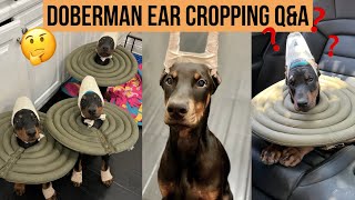 DOBERMAN EAR CROPPING QampA [upl. by Ellenyl]