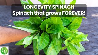 Superfoods Growing Longevity Spinach Gynura procumbens Plus Recipe [upl. by Sadnalor]