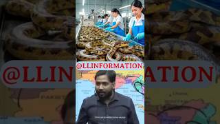 Snake🐍 killer🔪 China🇨🇳 shorts khansir LLINFORMATION snake youtubeshorts shots reaction [upl. by Amero787]