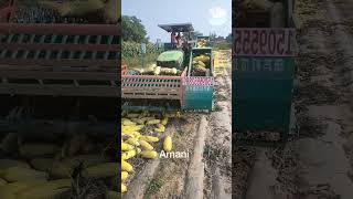 Turnip harvester working process flow [upl. by Fugere274]