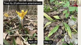 Getting the Timing Right Plant Phenology and Mismatch in Our Changing Forests [upl. by Cost903]