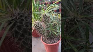 Pachypodium Lamerei Clump from My 🌵 Collection [upl. by Schargel]