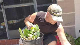 Removing weeds from a Prickly pear cactus loaded with needles and glochids [upl. by Terpstra899]