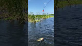 Bass fishing on Okeechobee Lake Florida [upl. by Nyrek771]