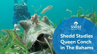 Shedd Studies Queen Conch in The Bahamas [upl. by Llewon]