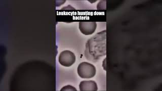 Leukocyte hunting down bacteria shorts viral leukocyte [upl. by Eedissac]