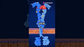 GPCR Signalling Explained  biology science knowledge facts shorts shortsvideo shortsfeed [upl. by Adur]