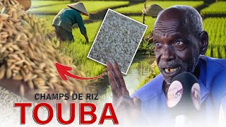 🔴Allahou akbar😳 une première à Touba la culture de riz dans la ville sainte Regardez cette vidéo [upl. by Ayocat]