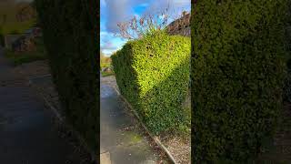 Sandbridge St Albans Hertfordshire england daybyday walking walk November stepbystep [upl. by Leugimesoj]