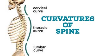 Curvatures of vertebral column [upl. by Yssac]