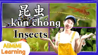 学中文  Learn about Insects in Mandarin Chinese  昆虫  教育 [upl. by Wilma]