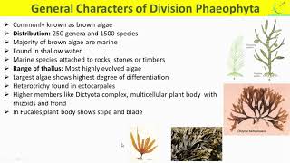 Phaeophyta Algae General CharactersRange of thallusReproductionLife Cycle of brown Algae [upl. by Bernhard]