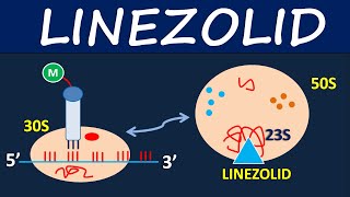 Linezolid Zyvox  Mechanism side effects and uses [upl. by Omer707]