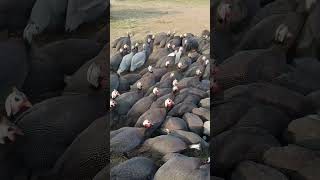 Guinea Fowl Farming poultry guineafowl chinimurgi ytshorts [upl. by Ahsinelg41]