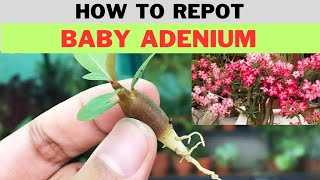 How to repot baby Adenium  with care amp best TIPS  Lakhnavi gardener [upl. by Serrano]