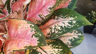 FOLHAGENS COLORIDAS CALADIUM AGLAONEMA  COMIGO NINGUEM PODE COLORIDA  ❤️🙏🏻 [upl. by Zadoc977]