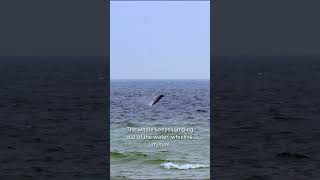 Sowerbys Beaked Whale in the Baltic Sea  Getfactual [upl. by Keel]