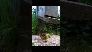 Yellowhammer eating at our seed feeder and taking flight redlistedbirds birdwatchinguk [upl. by Carolann]