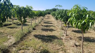 The mango loa project Ultra high density plantation uhdp mango orchard [upl. by Sej]