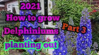 2021 how to grow Delphiniums from seed planting out part 3 [upl. by Zehc795]