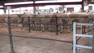 Concours de bovins de Boucherie à St Christophe [upl. by Rehpotsyrhc]