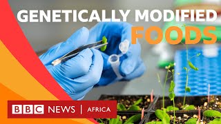 What is genetically modified food  BBC Whats New [upl. by Gae]