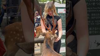 NARA DEER PARK  JAPAN VLOG DAILY LIFE [upl. by Jeremy115]