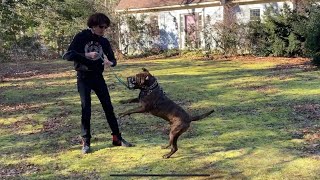 Extremely Aggressive Dog Training The Dog Daddy [upl. by Edan]