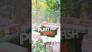 Platy Fish Beautiful Outdoor Breeding Tank [upl. by Sackey]