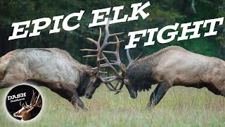 LONGEST ELK FIGHT ON YOUTUBE and who wins [upl. by Jarnagin739]