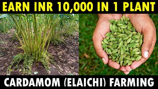 Cardamom Farming  Cardamom Cultivation  Elaichi Farming Guide [upl. by Rodrigo]