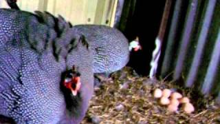 Broody Guinea hens [upl. by Yolane]